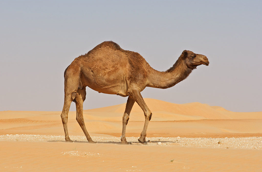 Can the healing properties of camel milk stop seizures?